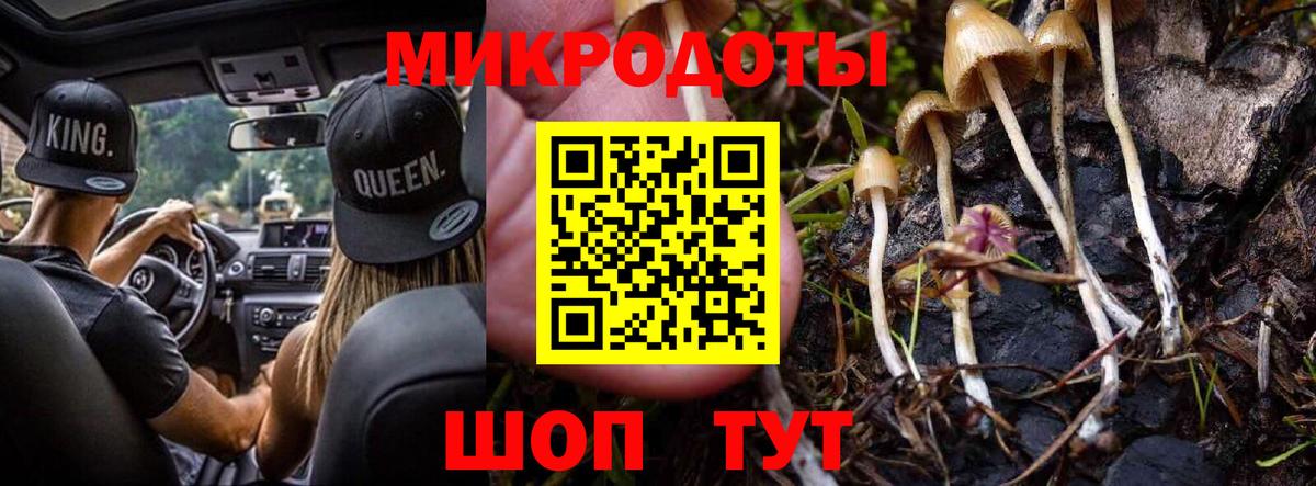 Псилоцибиновые грибы Psilocybe Абинск